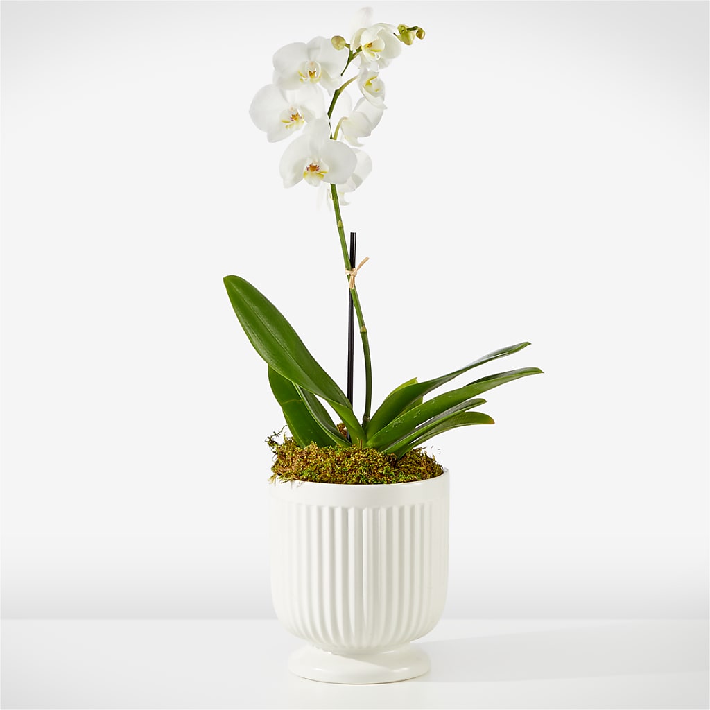 Whispering White Orchid – Pleasanton Flower Shop, Pleasanton CA