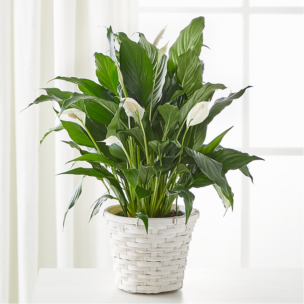 A New Leaf Peace Lily – Pleasanton Flower Shop, Pleasanton CA