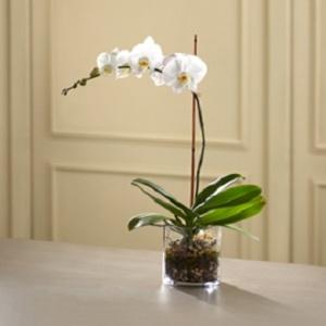 The White Orchid Planter