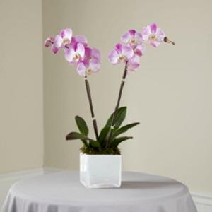 The Purple Orchid Planter