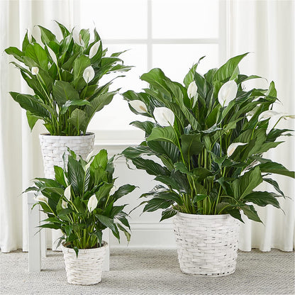 A New Leaf Peace Lily –  Pleasanton Flower Shop, Pleasanton CA