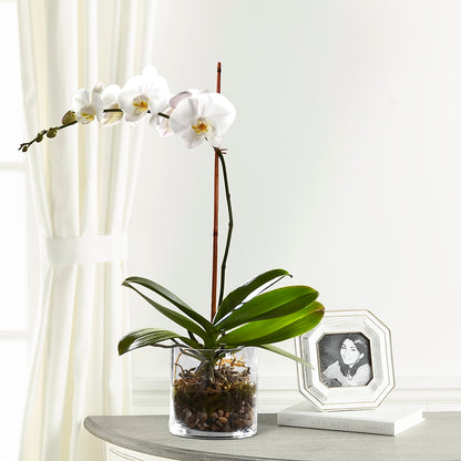 White Orchid Planter –  Pleasanton Flower Shop, Pleasanton CA